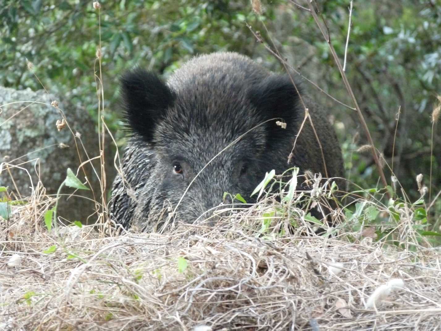 Il cinghiale: problema o risorsa?